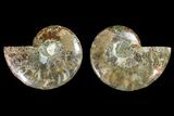 Agatized Ammonite Fossil - Madagascar #145951-1